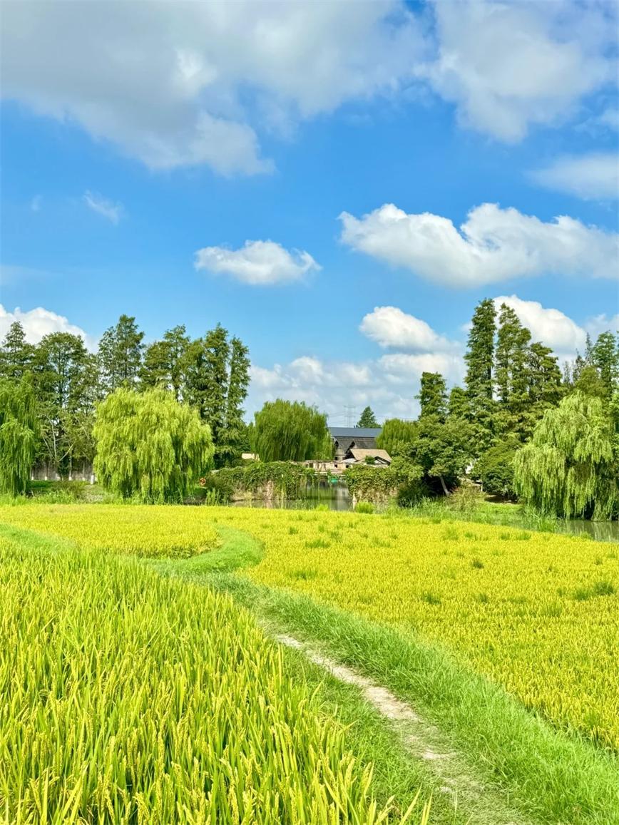 秋天的烏村，堪稱秋日旅行天花板！！_3_烏村Village_來(lái)自小紅書網(wǎng)頁(yè)版.jpg