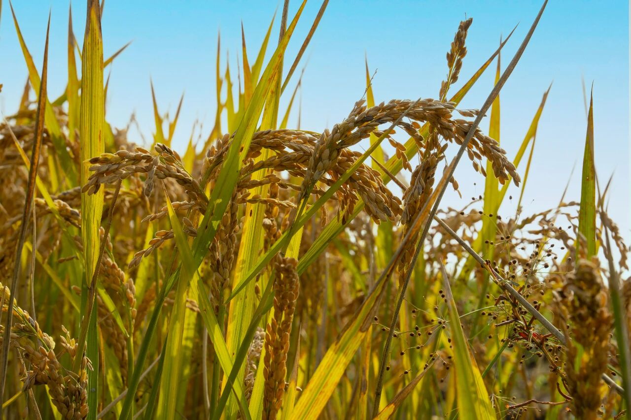 1762908791987696.jpg d3aa0e35ccc8b5af43f5e96b8440bae2.jpg